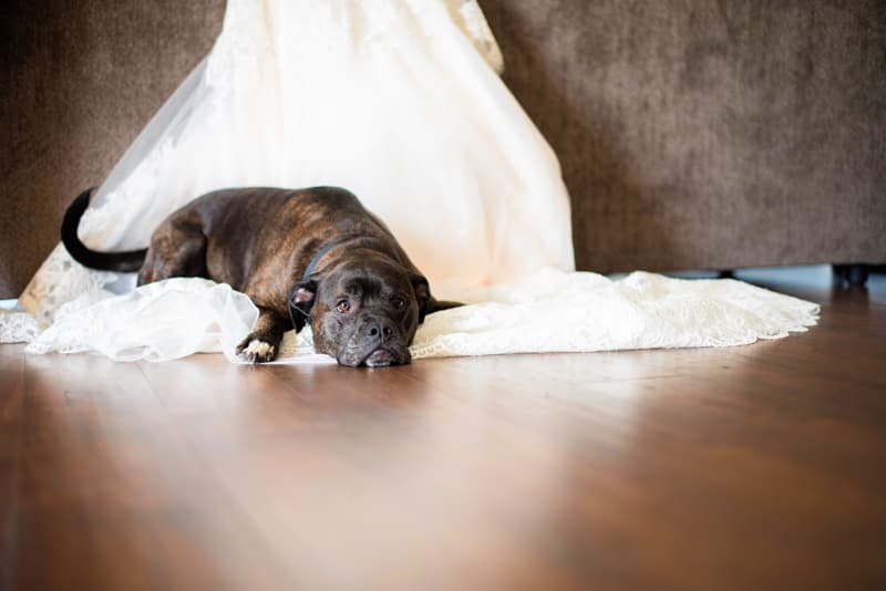 Dog in Gasport, NY | Western New York Wedding Photography