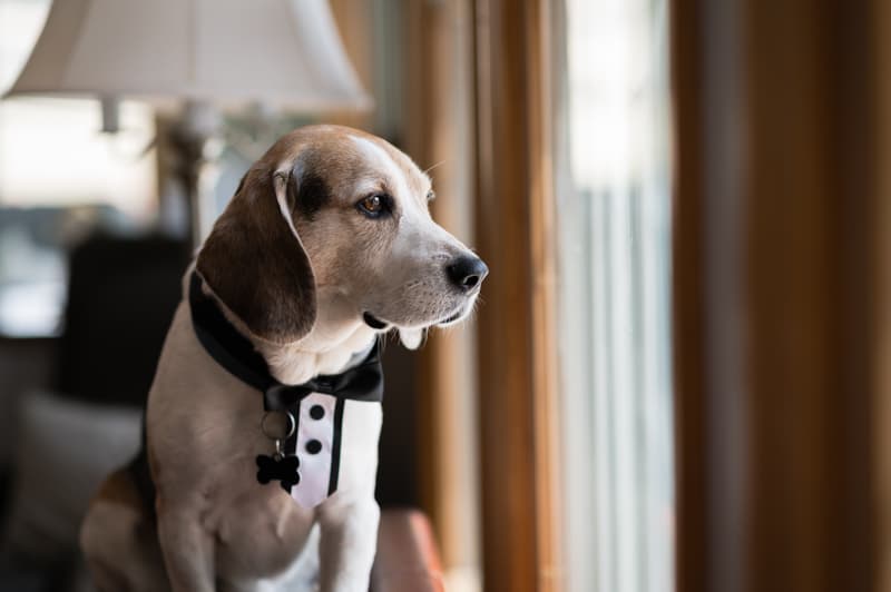 Dog at Strathallen in Rochester, NY | Rochester Wedding Photography