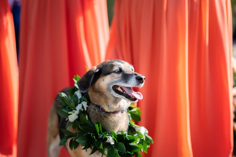 Dog at Delaware Park in Buffalo, NY | Buffalo Wedding Photography